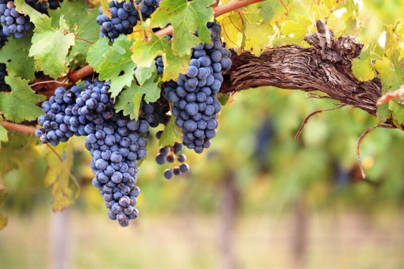 Private Montserrat Tour, Organic Winery & Gourmet Lunch - Key Points