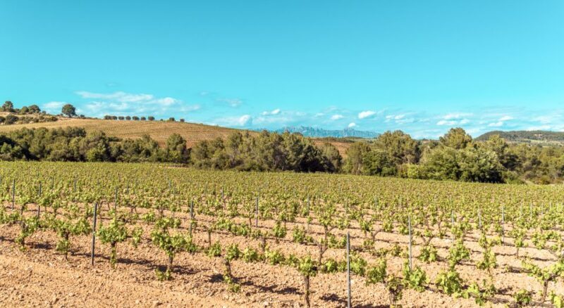 Private Montserrat Tour, Organic Winery & Gourmet Lunch - The Journey to Montserrat: Start with Comfort and Convenience