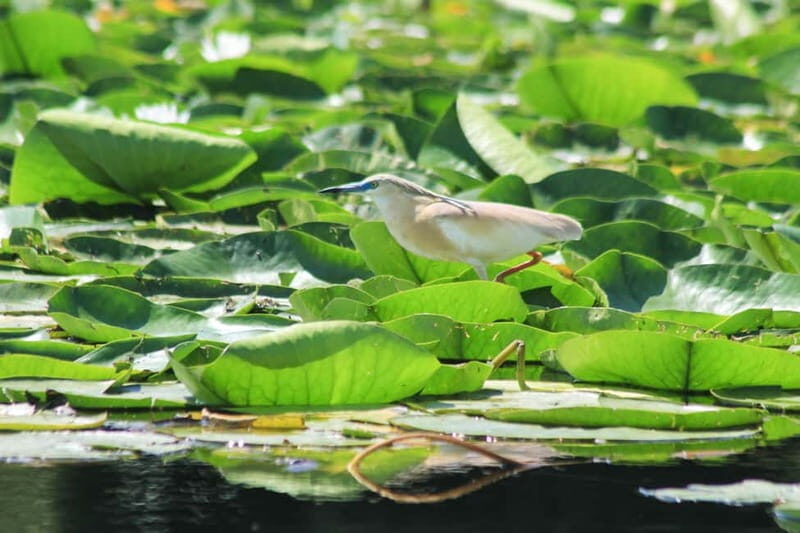 Private morning tour with refreshments and hidden canals! - A Detailed Look at the Skadar Lake Private Tour