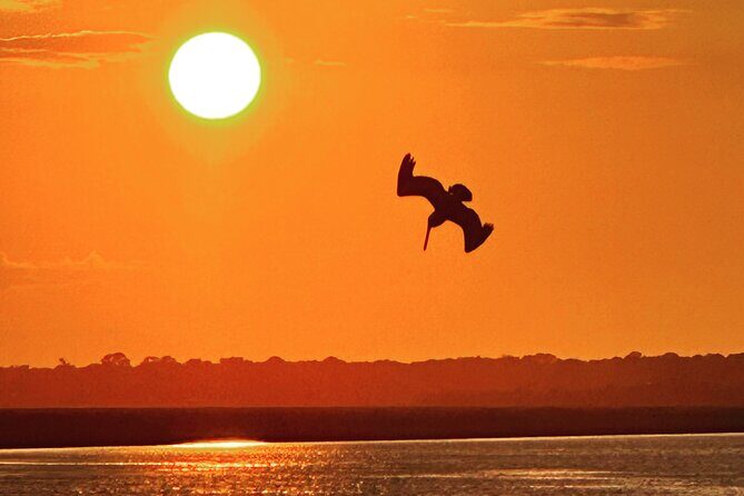 Private Morris Island Dolphin Adventure (to 12 guests) - Discover the Charm of a Private Morris Island Dolphin Adventure