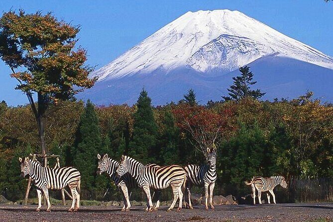 Private Mount Fuji and Hakone City Tour from Tokyo - The Sum Up: Who’s this tour for?