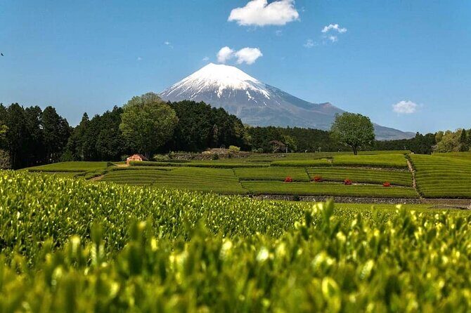 Private Mt Fuji Highlights Tour with a Local Japanese Guide - Key Points