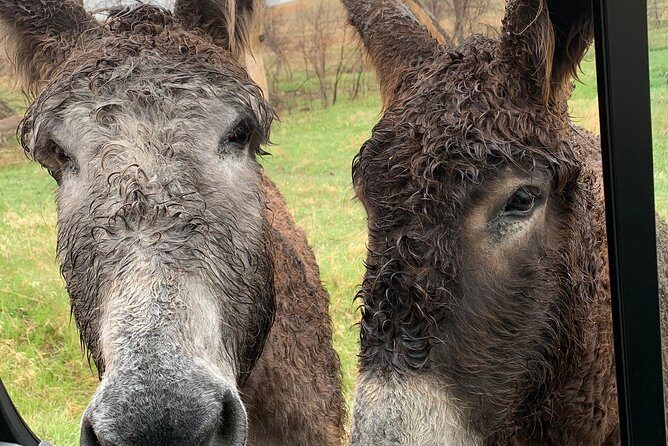 Private Mt Rushmore, Crazy Horse, Custer State Park Monument Tour - Wrapping It Up