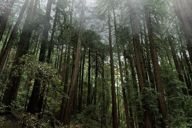 Private Muir Woods and Sausalito Half-Day Tour from San Francisco - Exploring the Details of the Private Muir Woods and Sausalito Tour