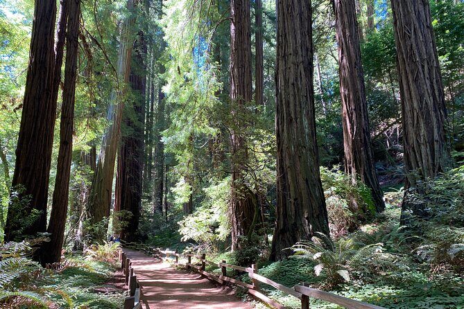 Private Muir Woods Tour Via Luxury Tesla - FAQs