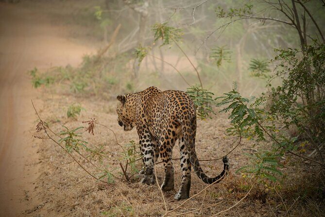 Private Multi Day Sri Lanka Tour with Chauffeur - Introduction: Exploring the Heart of Sri Lanka in Style