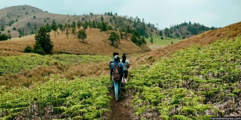 "Private Munnar Day Tour: Trekking & Scenic Highlights" - Frequently Asked Questions