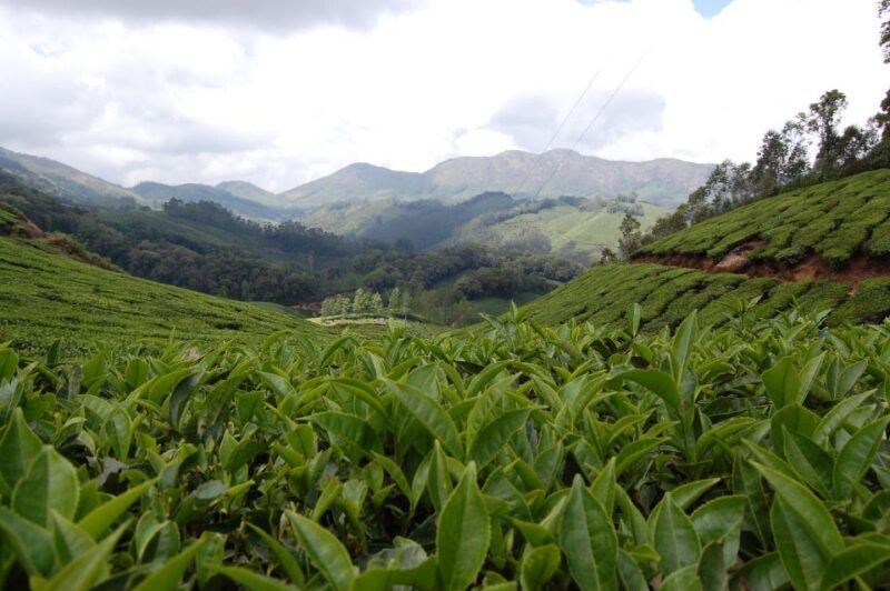 Private Munnar Tea Trek - Wildlife Watching and Bird Spotting