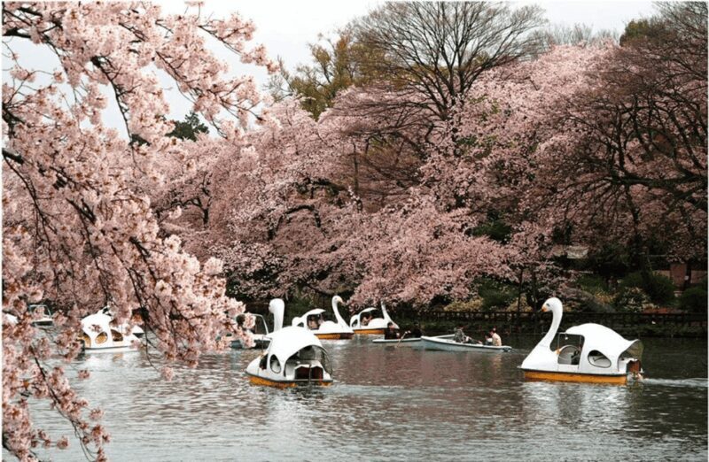 Private Must-see Sakura Journey in Tokyo City - An In-Depth Look at the Cherry Blossom Private Tour