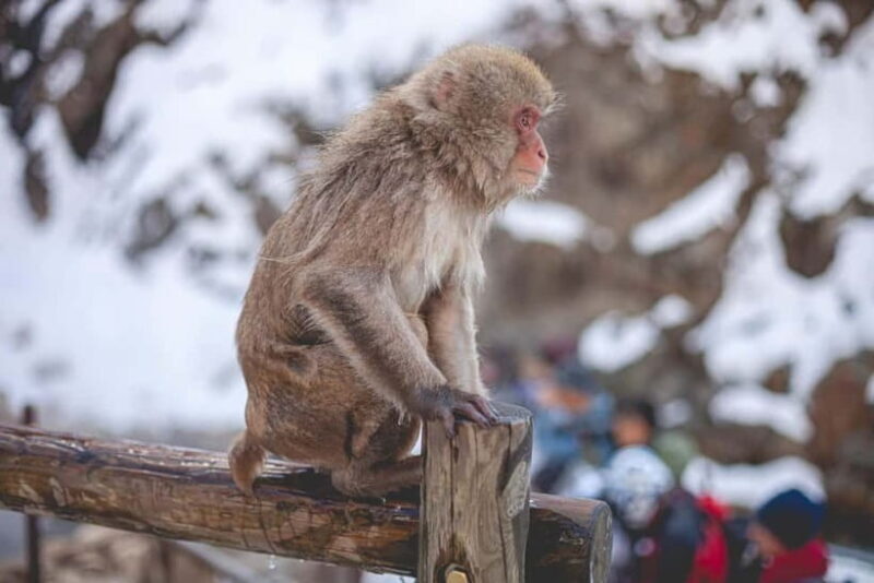 Private Nagano Day Trip: Snow Monkeys & Historic Temples - Key Points