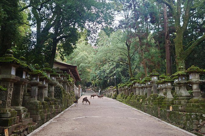 Private Nara Experience with Local Guide - Breaking Down the Experience: A Deep Dive into Nara’s Highlights