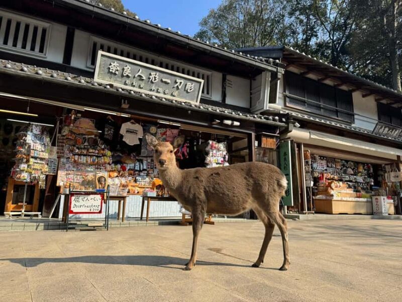 Private Nara Tour & Sake Tasting (Departing from Kyoto/Nara) - Practical Considerations
