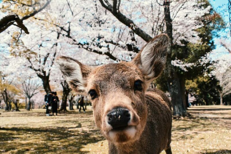 Private Nara Tour: Temples, Deer, and Photo Spots - A Deep Dive into the Nara Private Tour Experience