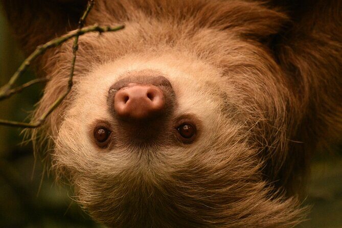 Private Natural History Walk in Monteverde - Exploring Monteverde’s Cloud Forest: A Deep Dive