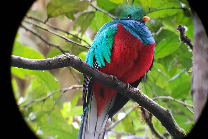 Private Natural History Walk in Monteverde - Final Thoughts