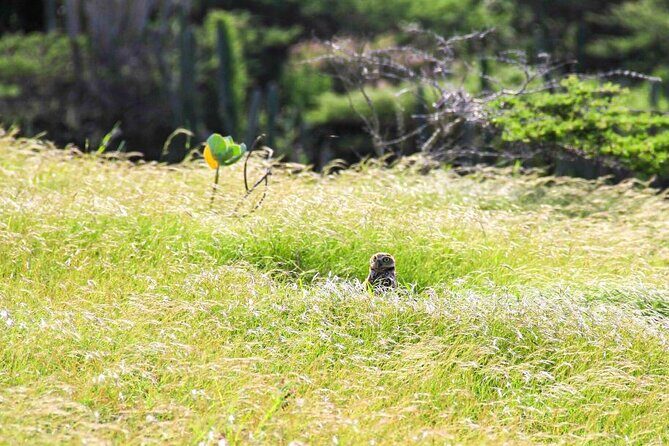 Private nature tour: Aruba's highest point & pristine coral reef - The Experience Guides and Customer Praise