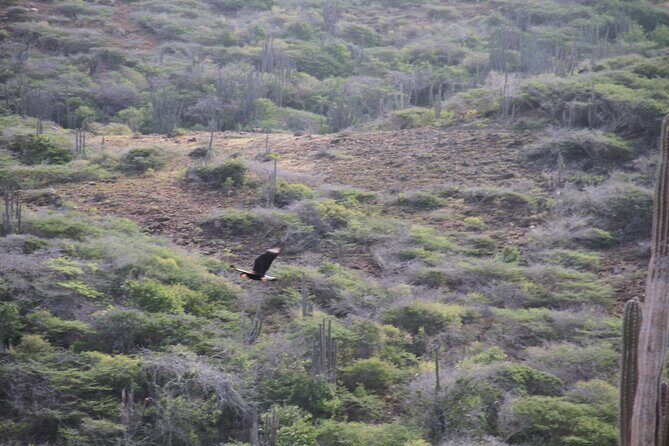 Private nature tour: Aruba's highest point & pristine coral reef - The Sum Up: Is This Tour for You?