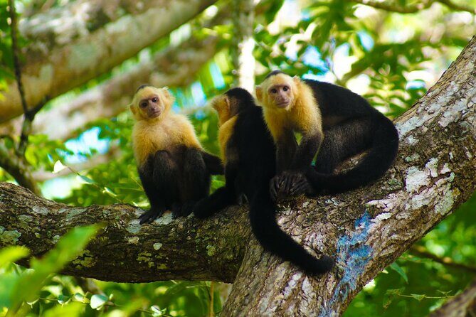 Private Nature Tour in Cabo Blanco Park Costa Rica - Exploring Cabo Blanco Park: Costa Rica’s First Protected Area