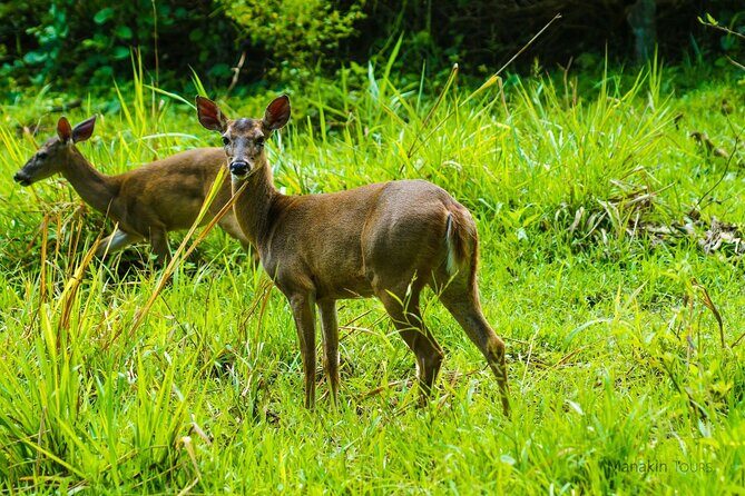 Private Nature Tour in Cabo Blanco Park Costa Rica - A Closer Look: The Itinerary