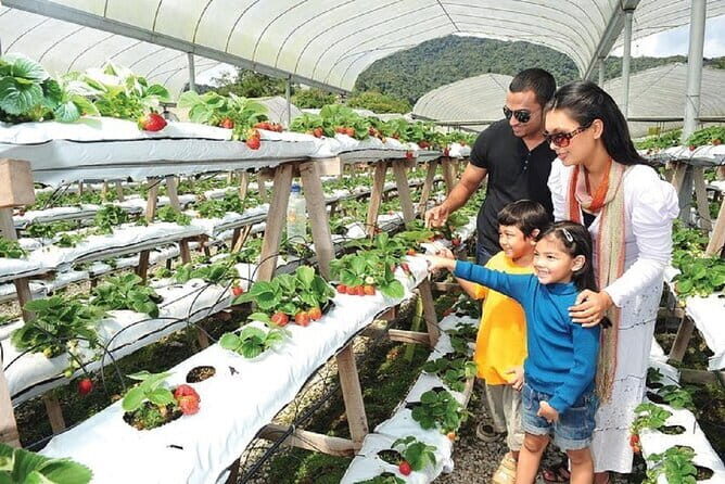 Private Nature Trip to Cameron Highlands from Kuala Lumpur - An In-Depth Look at the Cameron Highlands Tour