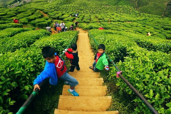 Private Nature Trip to Cameron Highlands from Kuala Lumpur - Practical Details and What You Can Expect