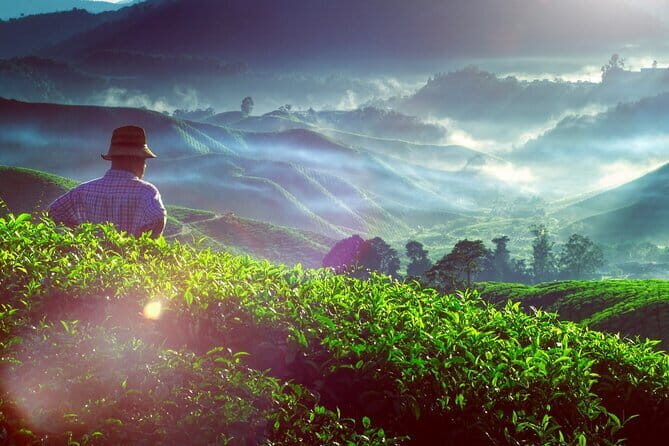 Private Nature Trip to Cameron Highlands from Kuala Lumpur - FAQs