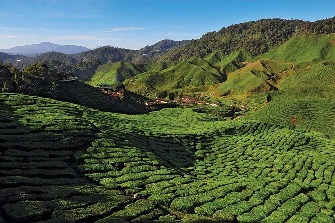 Private Nature Trip to Cameron Highlands from Kuala Lumpur - Key Points