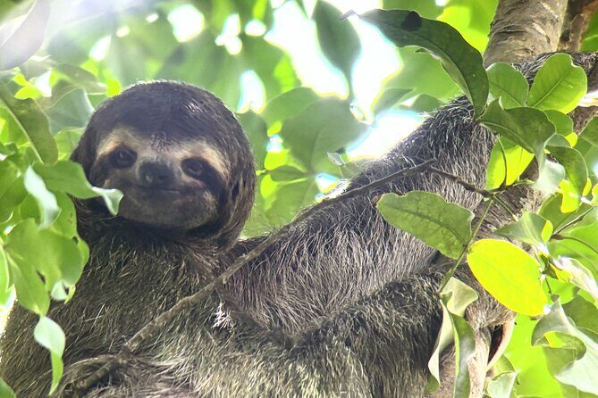 Private Nature Walk in Manuel Antonio National Park - Exploring Manuel Antonio’s Natural Wonders