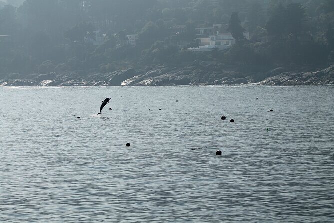 Private Nautical Tour Penguin Island, Cachagua, Valparaíso - The Itinerary in Detail: What to Expect