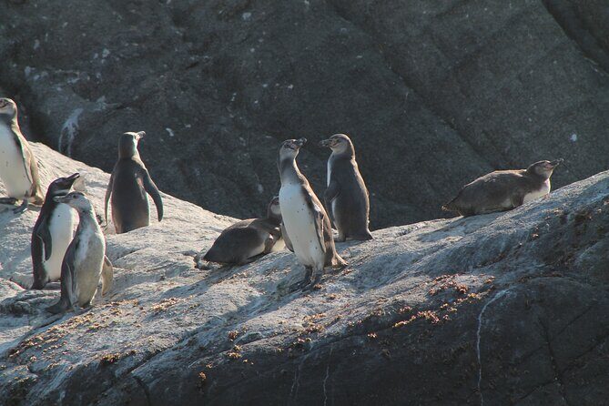 Private Nautical Tour Penguin Island, Cachagua, Valparaíso - Who Would Love This Tour?