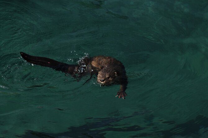 Private Nautical Tour Penguin Island, Cachagua, Valparaíso - FAQ