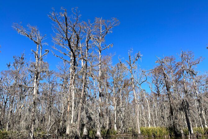 Private New Orleans Neighborhood Food Tour - Historic Driving "Dine-Around" - Summary
