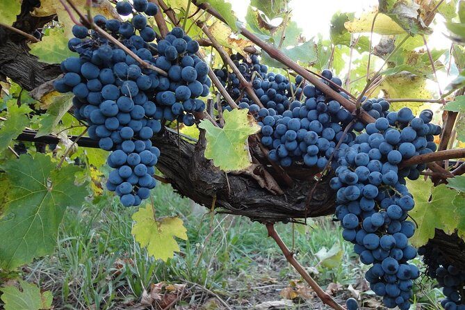 Private Niagara Falls-Niagara-on-the-Lake Day Trip and Winery Tour from Toronto - Key Points