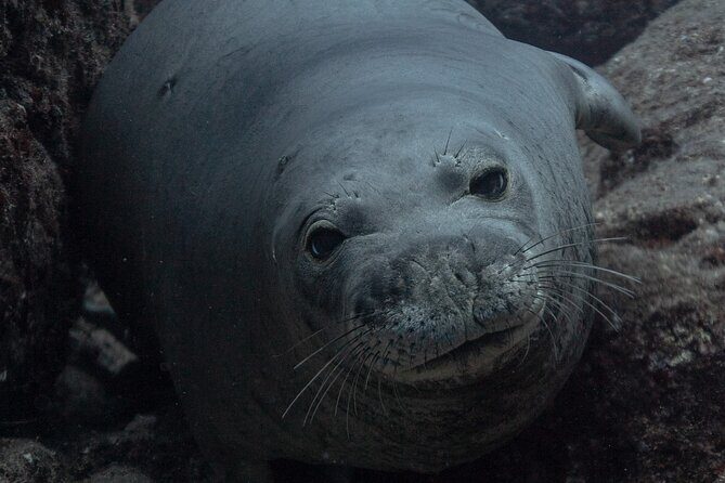 Private Niihau Scuba Charter with 2 or 3 Tank Dive Option - Key Points