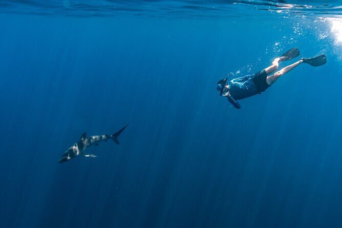 Private Ocean Seafari Swim with Wildlife in SJC - Discover the Magic of the Baja with the Private Ocean Seafari