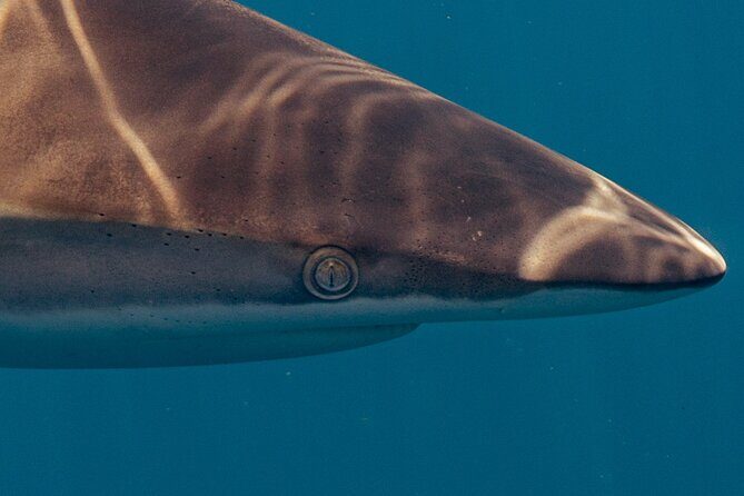 Private Ocean Seafari Swim with Wildlife in SJC - Key Points