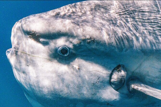 Private Ocean Seafari Swim with Wildlife in SJC - FAQ