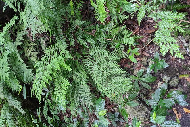 Private Ocho Rios highlight tour - FAQ