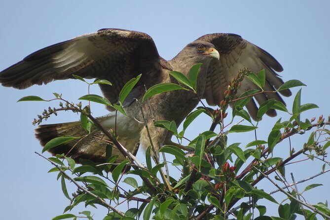 Private Old City Birdwatching - A Closer Look at the Private Old City Birdwatching Tour