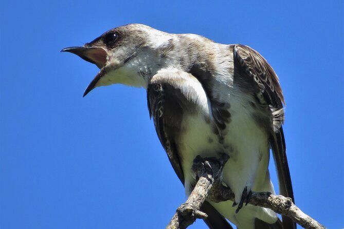 Private Old City Birdwatching - FAQ