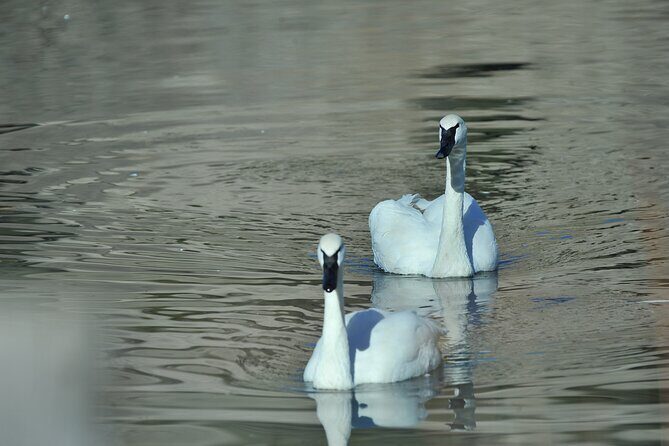 Private Old Faithful, Grand Prismatic, & Canyon Safari - Final Thoughts