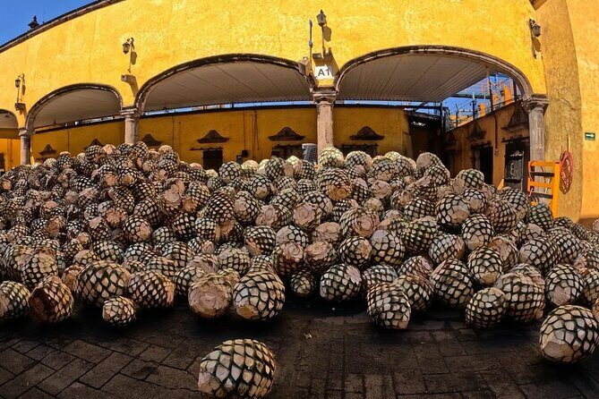 Private One Day Adventure Tour in Tequila and José Cuervo Tequila - A Complete Look at the Experience