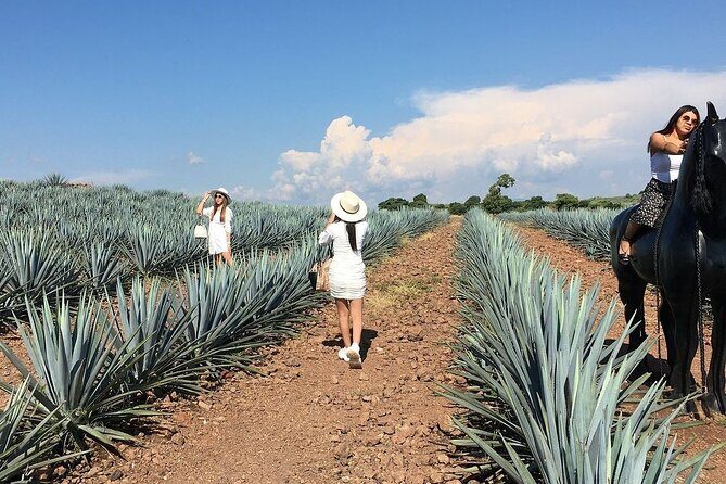 Private One Day Adventure Tour in Tequila and José Cuervo Tequila - Frequently Asked Questions