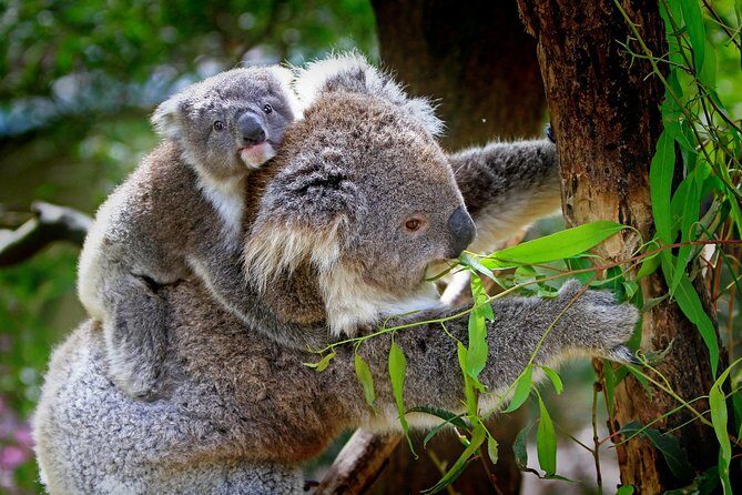 Private One Day Great Ocean Road Tour (12 Hour) - Who Should Consider This Tour?