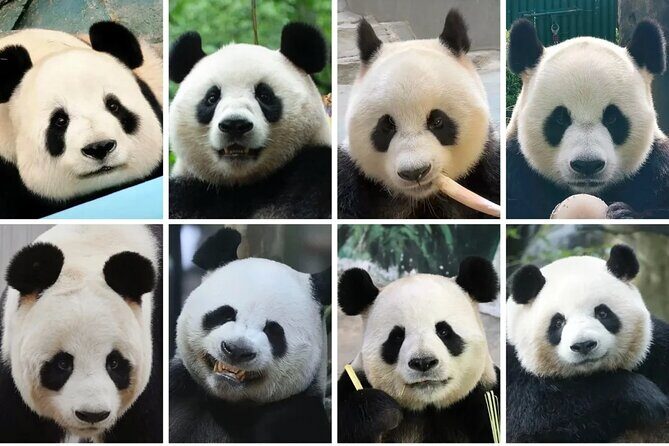 Private One Day Trip to Experience Chengdu Local Life - Key Points