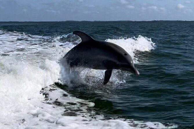Private ONLY Dolphin Boat Tours - Why Youll Love the Private Dolphin Sunset Tour in Cape Coral