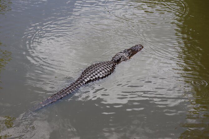 Private ONLY Dolphin Boat Tours - The Sum Up