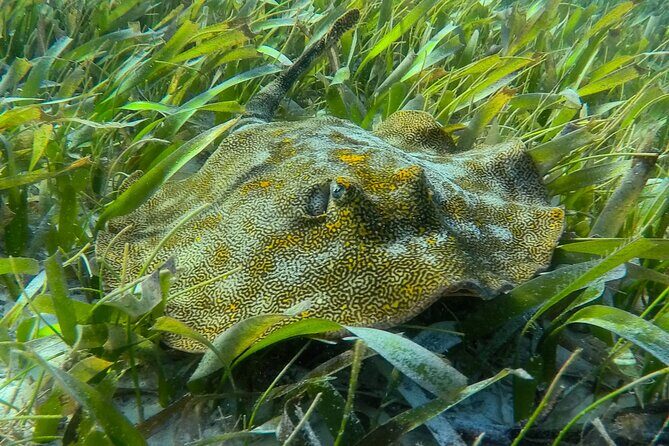 Private (only you) Reef Snorkeling in Puerto Morelos 2x40 minutes - Itinerary Breakdown: What Makes Each Part Special