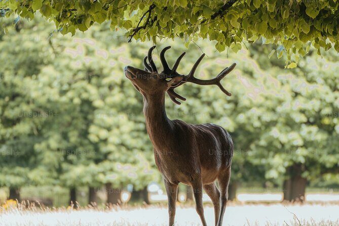 Private Osaka and Nara tour with English speaking guide - Quick Overview