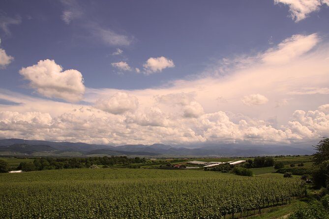 Private: Outdoor Escape Game Tuniberg: Eduardo & the Wine Secret - Experience the Mystery of Freiburg’s Vineyards with "Eduardo & the Wine Secret"